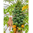 Dwarf Red Papaya 10 Seeds F1 Hybrid image