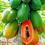 Dwarf Red Papaya 10 Seeds F1 Hybrid image
