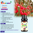 Eucalyptus Essential oil -10ml image