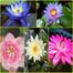 Exclusive Color Lotus Flower Seed 3 Pcs image