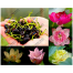 Exclusive Color Lotus Flower Seed 3 Pcs image