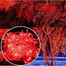 Fairy String Lights 80 LED, 33ft Red Colour Waterproof Decorative Lights for Home, Wedding, Festival and Party image