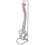 Flexible Human Spinal Column with Femur Vertebral Lumbar Curve Anatomical Model image