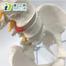 Flexible Human Spinal Column with Femur Vertebral Lumbar Curve Anatomical Model image