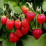Four Seasons Strawberry Seeds Re-Pack - 0.1gm image