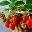 Four Seasons Strawberry Seeds Re-Pack - 0.1gm image