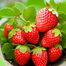 Four Seasons Strawberry Seeds Re-Pack - 0.1gm image
