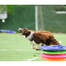 Frisbee Flying Disc Toy For Dog (Any Color) 1 Pcs image