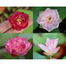 Global Water Lily Bonsai Seeds (Lotus) Seeds image