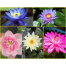 Global Water Lily Bonsai Seeds (Lotus) Seeds image