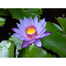 Global Water Lily Bonsai Seeds (Lotus) Seeds image