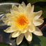 Global Water Lily Bonsai Seeds (Lotus) Seeds image