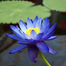 Global Water Lily Bonsai Seeds (Lotus) Seeds image