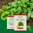 Green Coriander Seeds F1 Hybrid Preview 1