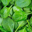 Green Giant Spinach Re-Pack (Imported) - 300 Seeds image