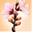 Haribo Peaches Candy 80gm image