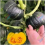 High Yield Japanese Pumpkin Seeds Black - 10 Seed image
