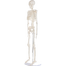 Human Skeleton Model For Anatomy Student - 34 Inches image
