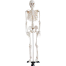 Human Skeleton Model for Anatomy Student image