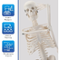 Human Skeleton Model for Anatomy Student image