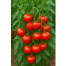 Hybrid BARI-11 Tomato Seeds image