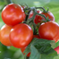 Hybrid BARI-11 Tomato Seeds image