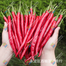 Hybrid Chinese Long Chili Seeds image