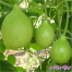 Hybrid F1 Bindu Lau Seeds Re-Pack (Thailand) - 5 Pcs image