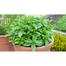Hybrid F1 Pudina Seeds Intact Pack 1gm image