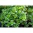 Hybrid F1 Pudina Seeds Intact Pack 1gm image