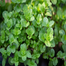 Hybrid Mint Pudina Seeds Re-Pack image