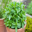 Hybrid Mint Pudina Seeds Re-Pack image