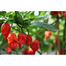 Hybrid Naga Chili Seeds Thailand Intact Pack image