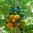 Hybrid Papaya First Lady 5 Pcs Seed image