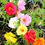 Imported Hybrid Mixed Color Moss Rose Double Petal Seeds Re-Pack - 50 Seeds image
