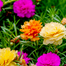 Imported Hybrid Mixed Color Moss Rose Double Petal Seeds Re-Pack - 50 Seeds image