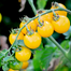 Imported Yellow Cherry Tomato Intact Pack - 1gm image