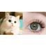Ksseye Diamond Green Color Contact Lens image