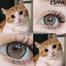 Ksseye Norko Brown Color Contact Lens image