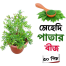 Mehedi patar seed 50 pcs image