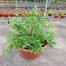 Mehedi patar seed 50 pcs image