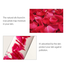 Menow Rose Petal Essence - 28 ml image