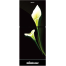 Minister M-225 Black Arum Lily (Match) 225 Ltr Refrigerator image