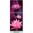 Minister M-285 SD Purple Lotus 285 Ltr Refrigerator image