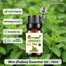 Mint (Pudina) Essential oil -10ml image