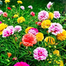 Mix Color Thai Moss Rose Seeds Re-Pack - 0.1gm ( Buy 1 Get 1 FREE ) image
