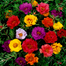 Mix Color Thai Moss Rose Seeds Re-Pack - 0.1gm ( Buy 1 Get 1 FREE ) image
