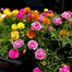 Mix Color Thai Moss Rose Seeds Re-Pack - 0.1gm ( Buy 1 Get 1 FREE ) image