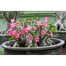 Multicolor Adenium Obesum 5Pcs Seeds Intact Pack 0.25gm image