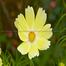 Multicolor Cosmos Flower Seeds image